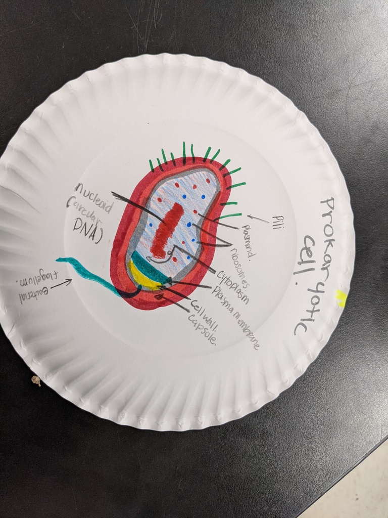 6th grade science students